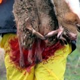 Trotz bundesweiten Verbots des Aussetzens: Jagd auf Zuchtfasane im Nordburgenland