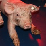 Schweinehaltung: extreme Grausamkeit aufgedeckt!