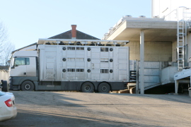 Ein Rinder-Tiertransport Lastwagen