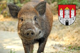 Wildschwein mit Salzburger Wappen