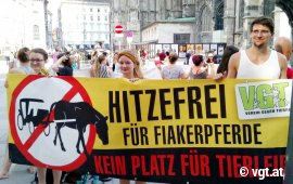 Aktivist_innen sind sichtlich zufrieden mit ihrer großen Präsenz am Stephansplatz.