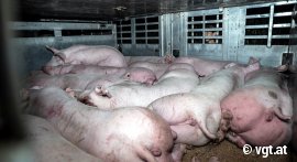 Schweine liegen dicht gedrängt in einem Transporter