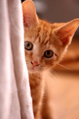 Katzenbaby blickt hinter Vorhang hervor