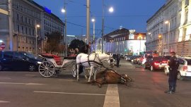 Pferd liegt hilflos am Schwarzenbergplatz