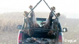 Viele tote Hasen auf einem Geländewagen