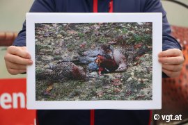 Aktivist hält Bild mit totem Fasan