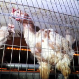 Traurig aussehende Hühner hinter Gitterstäben