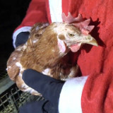 Ein Huhn wird von einer Person im einem Weihnachtsmannkostüm gehalten