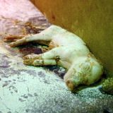 35 Stunden Todeskampf in niederösterreichischer Schweinezucht