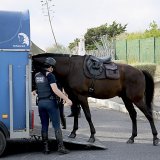 Berittene Polizei: Kosten explodieren, tägliche Tiertransporte geplant