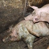 Keine Verurteilungen im Kärntner Schweineschlacht-Skandal
