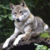 VGT: die grenzenlose Hetze gegen den Wolf muss endlich ein Ende haben!