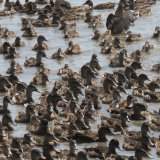 Einladung Pressekonferenz: 1000e Enten auf Grundstück der Republik Österreich ausgesetzt