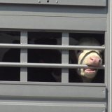 VGT entrüstet: Wenn alle die Verantwortung für die Tiertransporte abschieben, werden die Kälber weiterleiden