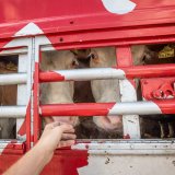 Von der Alm in die Türkei: Österreichische Rinder auf grausamen Tiertransporten