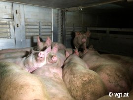 Schweine im inneren eines Transporters