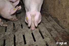 Schweine schnuppern am Betonspaltenboden