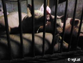 Schweine im Halbdunkel eng hinter Gitter gedrängt