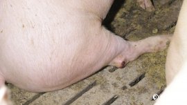 Schweine auf Vollspaltenboden 3