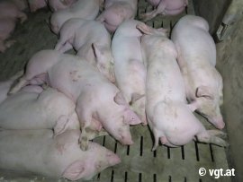 Schweine auf Vollspaltenboden