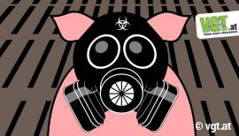 Schwein mit Gasmaske