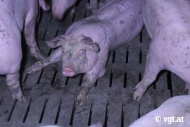 Schweine auf Vollspaltenboden