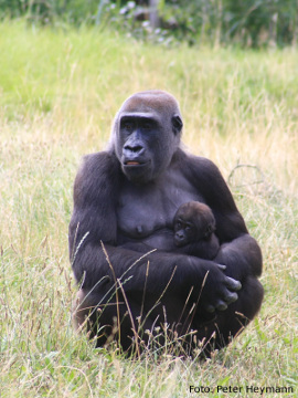 Eine Gorilla-Mutter sitzt auf einer Wiese mit ihrem Baby