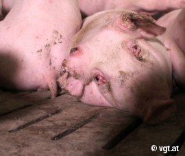 Schweine eng zusammengedrängt auf einem Spaltenboden