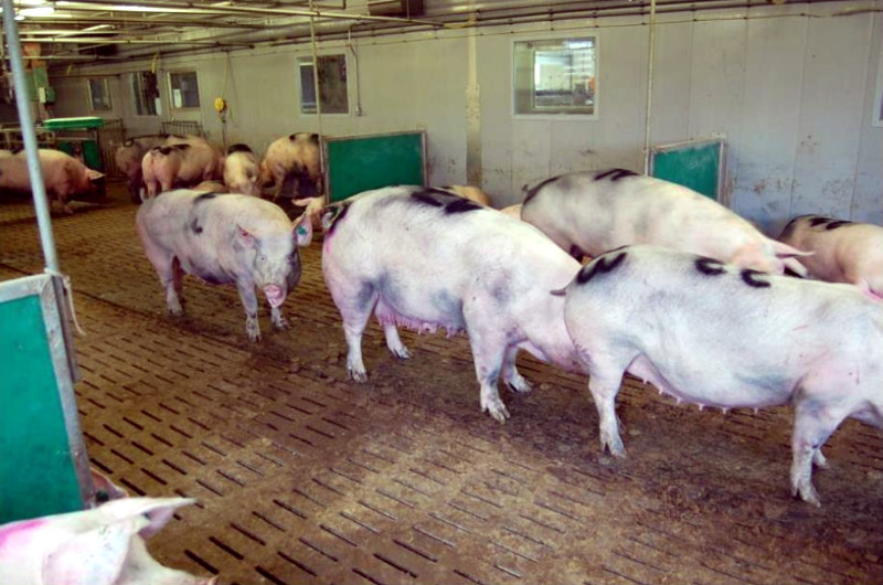 Schweine stehen auf Gummimatten statt direkt am Spaltenboden