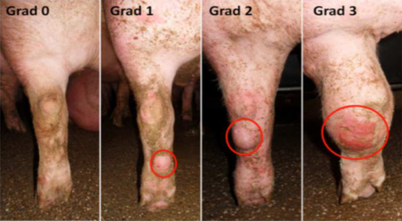 Prävalenz (%) vom Hilfsschleimbeuteln bei Mastschweinen aus Spaltenbodenhaltungen