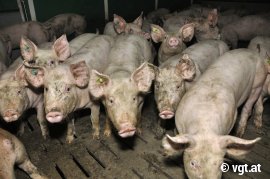 Dicht gedrängte Schweine in einer österreichischen Schweinefabrik