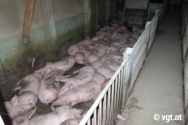 Schweine auf Vollspaltenboden 1