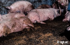 Schweine auf verkotetem Vollspaltenboden