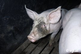 Schwein mit schmutzigem Gesicht