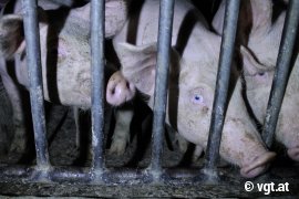 Schweine hinter Gittern