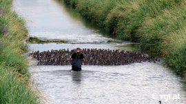 Eine dicht gedrängte Gruppe junger Enten im Wasser