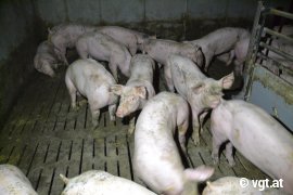 Schweine auf verkotetem Vollspaltenboden