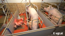 Schweine in Kastenstand