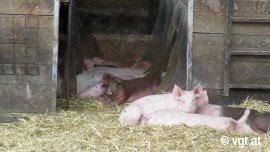 Schweine liegen rund um den Eingang zum Stall