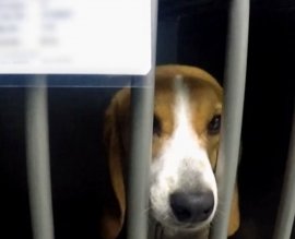 Ein Hund blickt durch Gitterstäbe