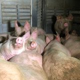 EU-Forderung zu Tiertransporten – auch Österreich in der Pflicht