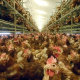Eierproduktion furchtbare Qual für Hühner!