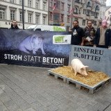 VGT-Aktion in Innsbruck: 60 Prozent der Schweine Österreichs ohne Stroh auf Vollspaltenboden