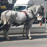 Fiaker-Skandalserie reißt nicht ab: Abgemagertes Pferd am Stephansplatz