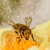 Nationaltag der Honigbiene
