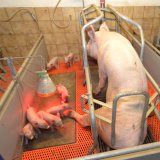 Aufgedeckt: Grausame Zustände in europäischen Schweineställen