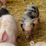 FPÖ und ÖVP verweigern Exkursion zu Stroh-Schweine-Haltung
