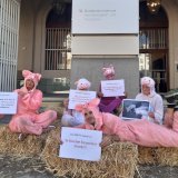 Landwirtschaftsministerium will „mittelfristig“ Vollspaltenverbot und Stroh für Schweine