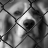 Tierschutzskandal: Burgenland will gesunde Tiere töten lassen