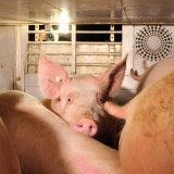 Wiederholte illegale Tiertransporte zeigen krankes System